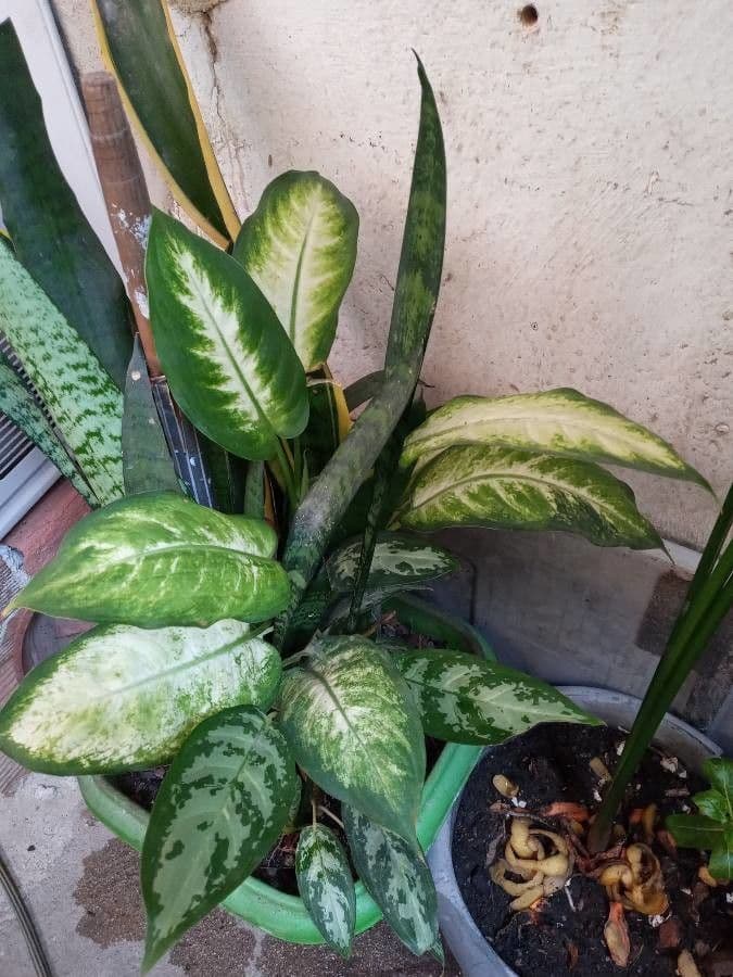 Dieffenbachia 21