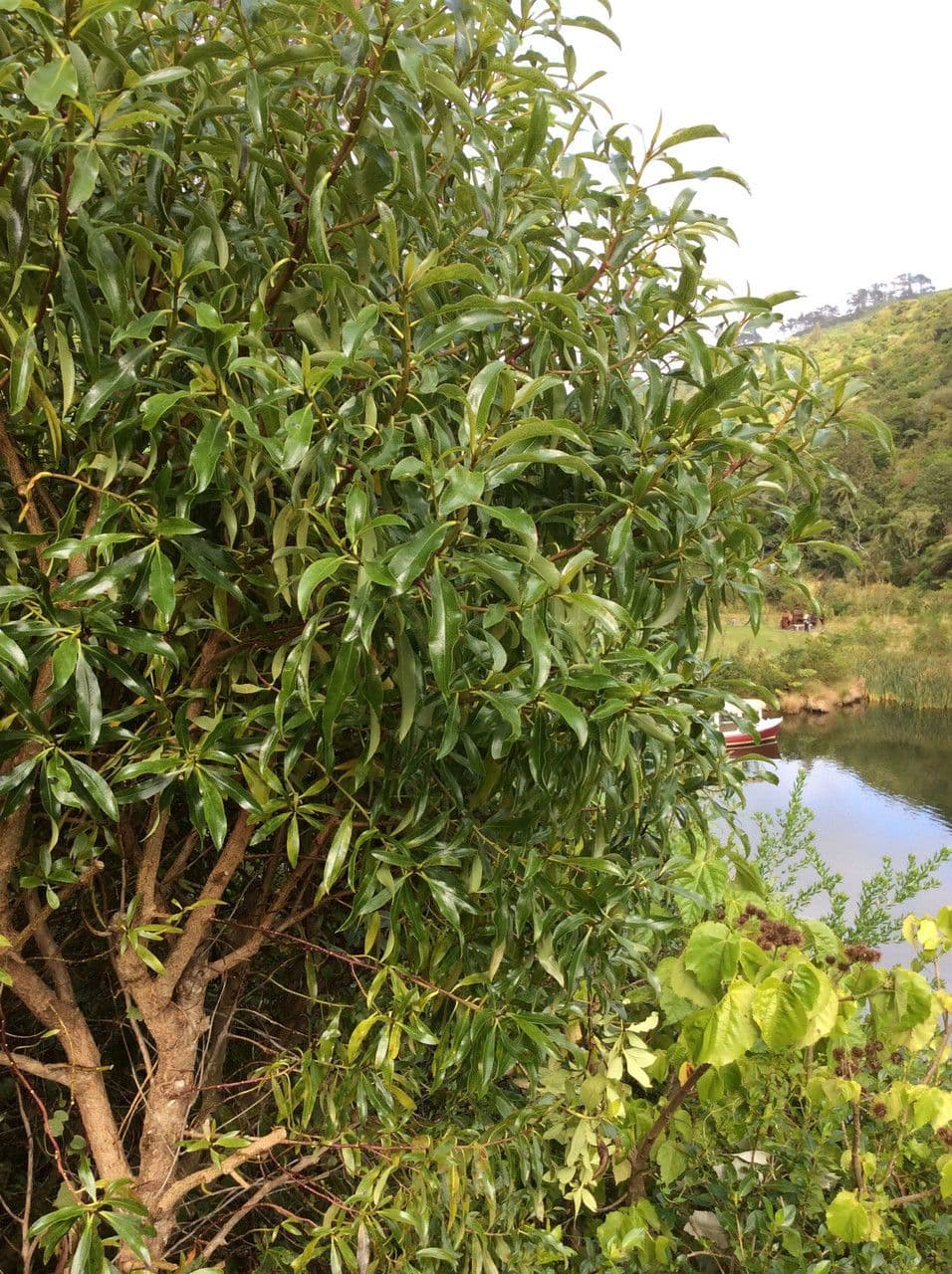 Myoporum laetum 13