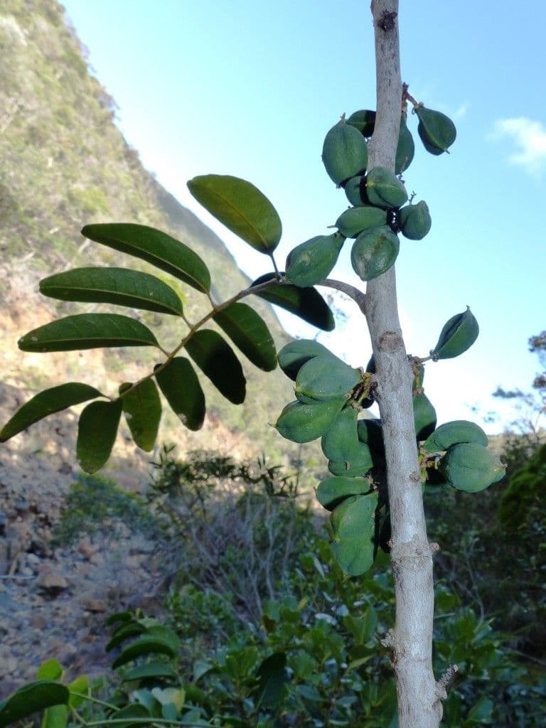 Lepidocupania 7