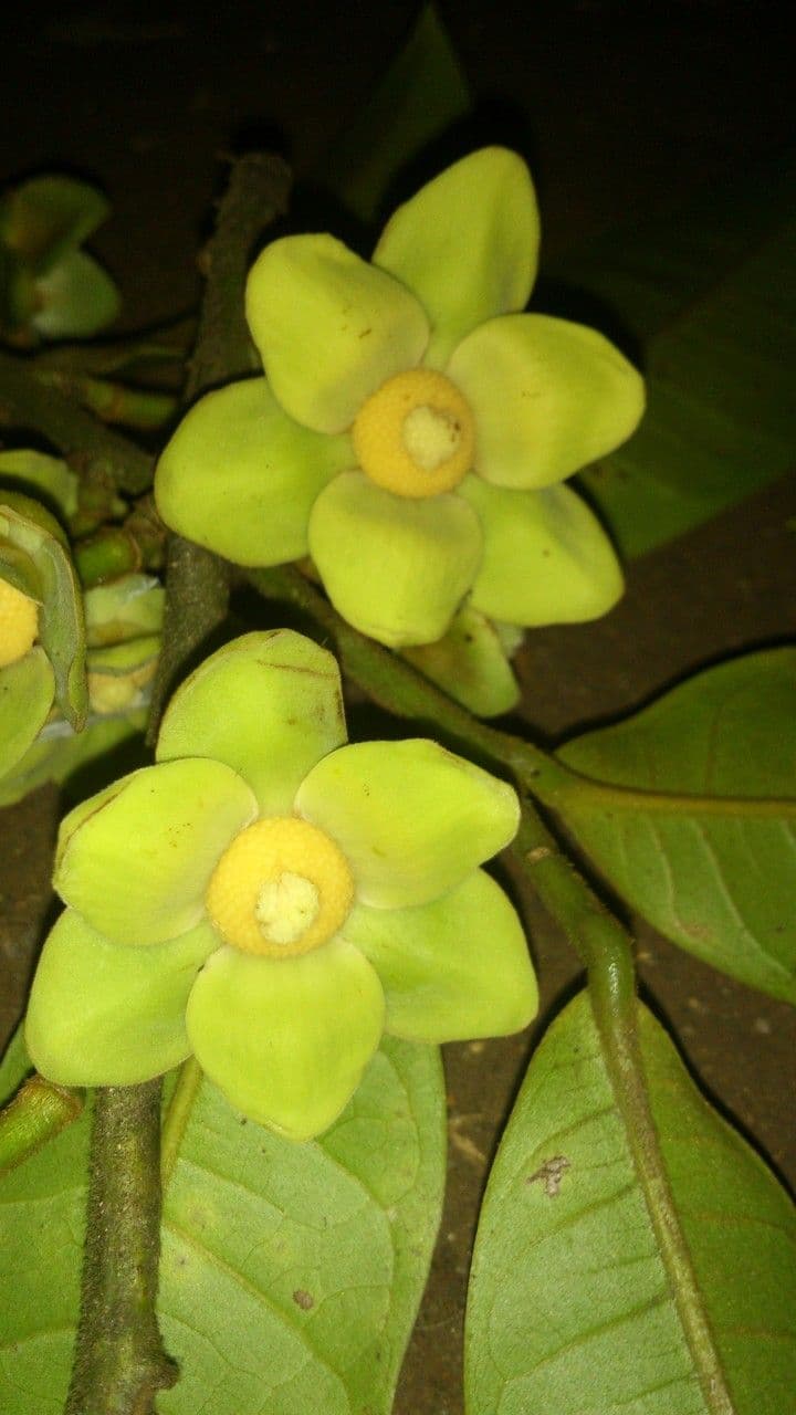 Guatteria 8