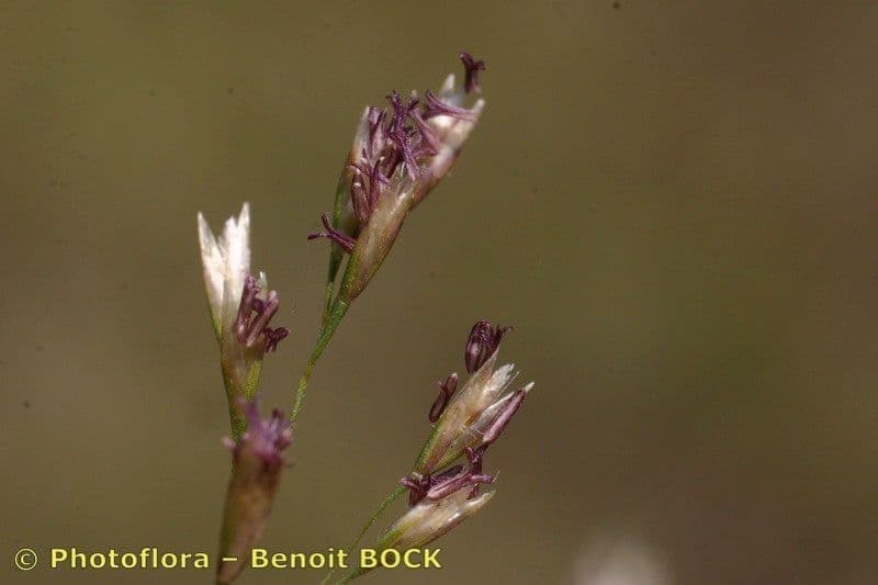 Deschampsia media 3