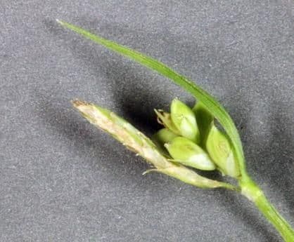 Östliche Waldsege 4