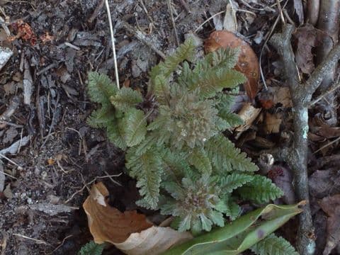 Pedicularis canadensis 8