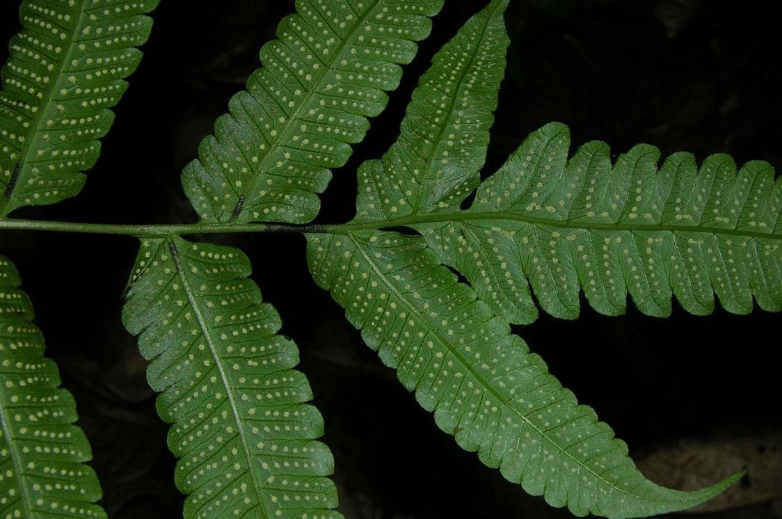 Thelypteris 2