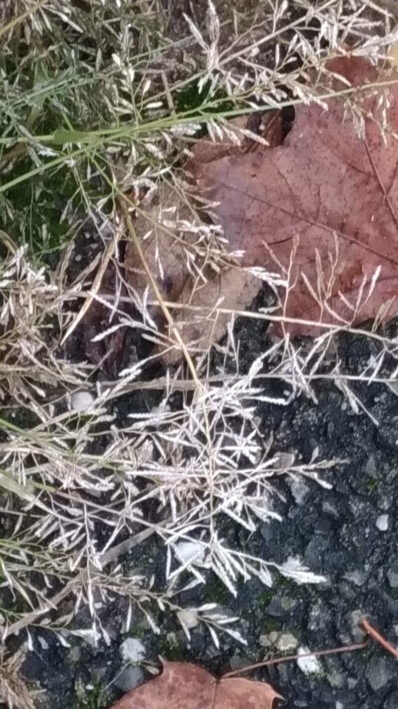 Eragrostis di Barrelier