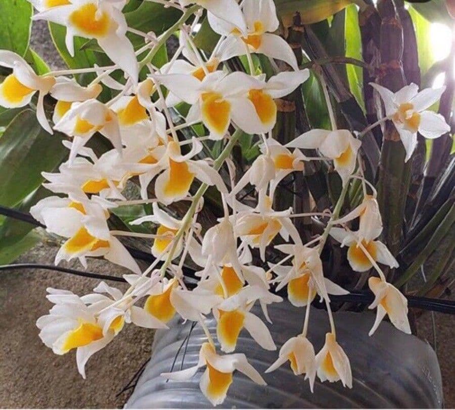 Dendrobium 2