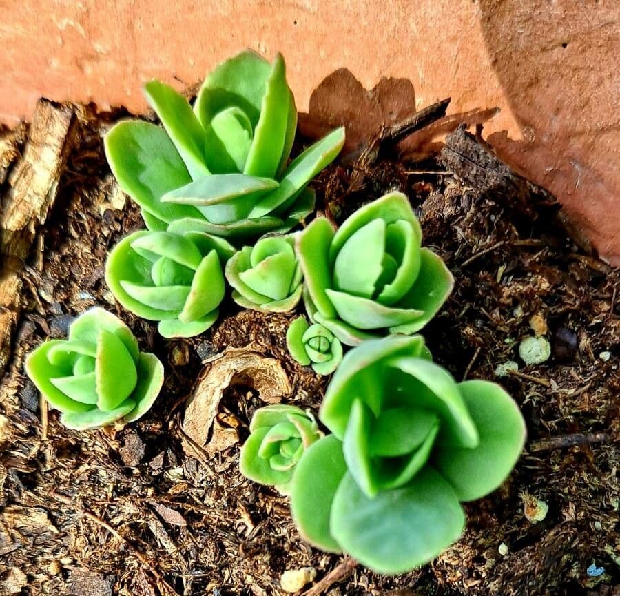 Sedum glauco 14