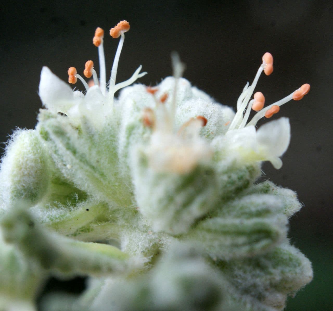 Teucrium 2