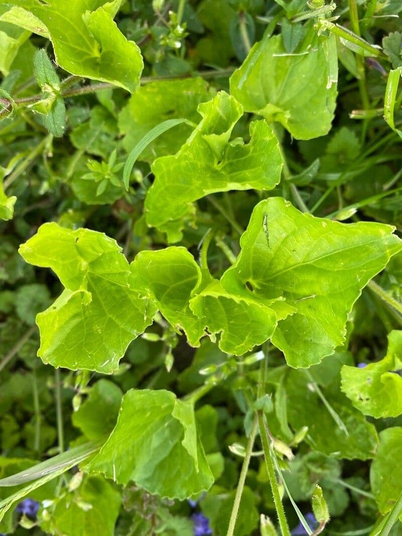 Viola striata 11