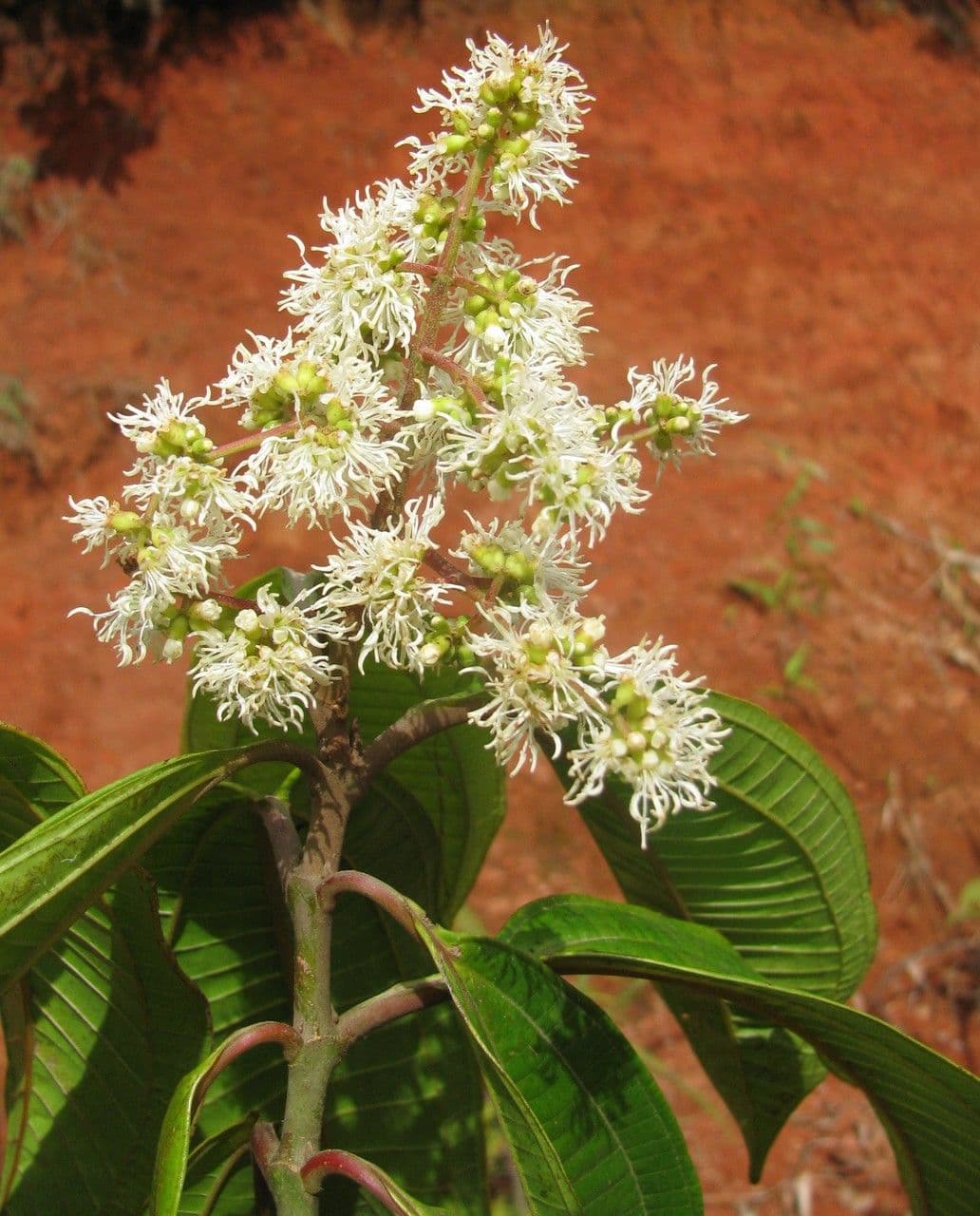 Miconia lonchophylla 7