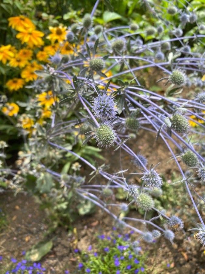 Edeldistel 3