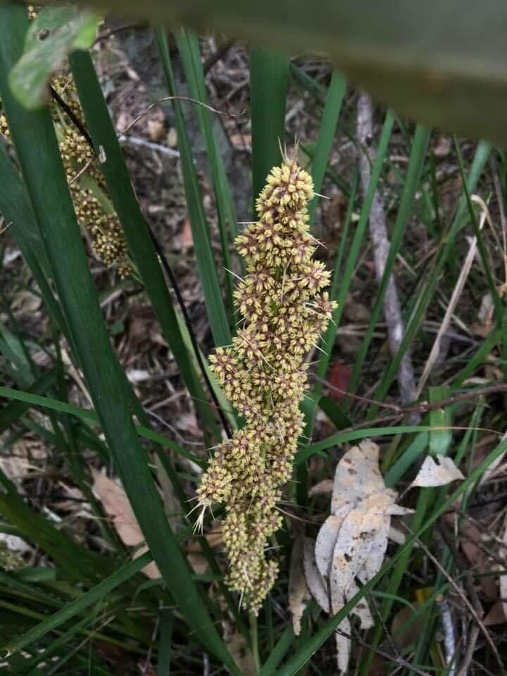 Lomandra 8