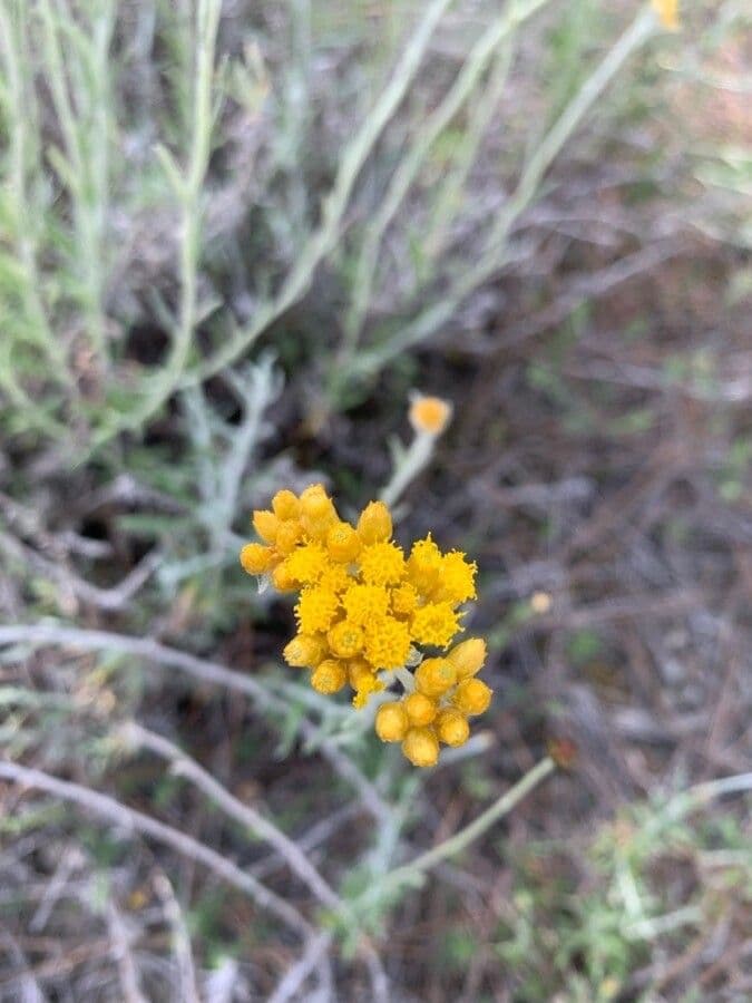 Elicriso 2