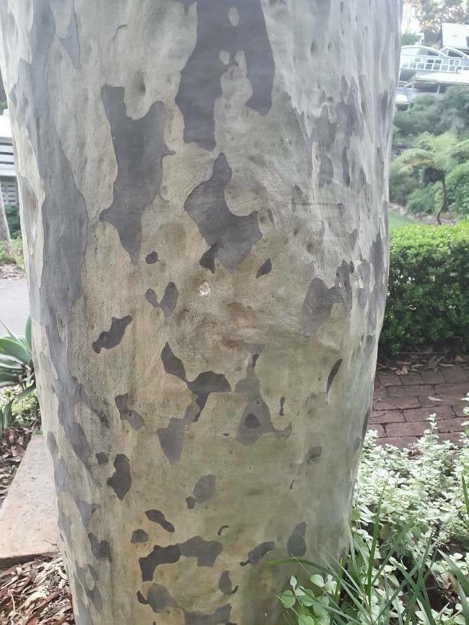 Eukalyptus saligna