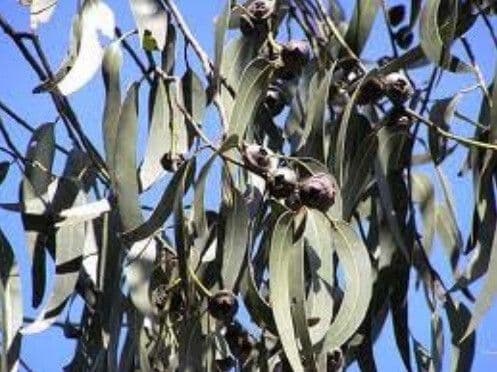 Glänzender Eukalyptus 4