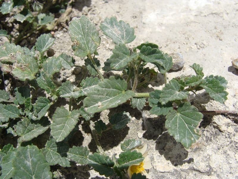 Malva 14