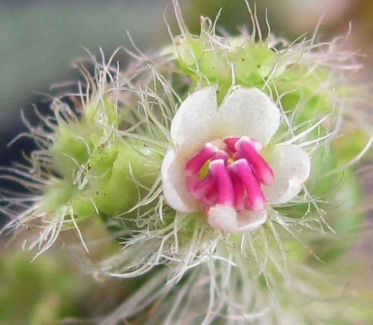 Miconia 10