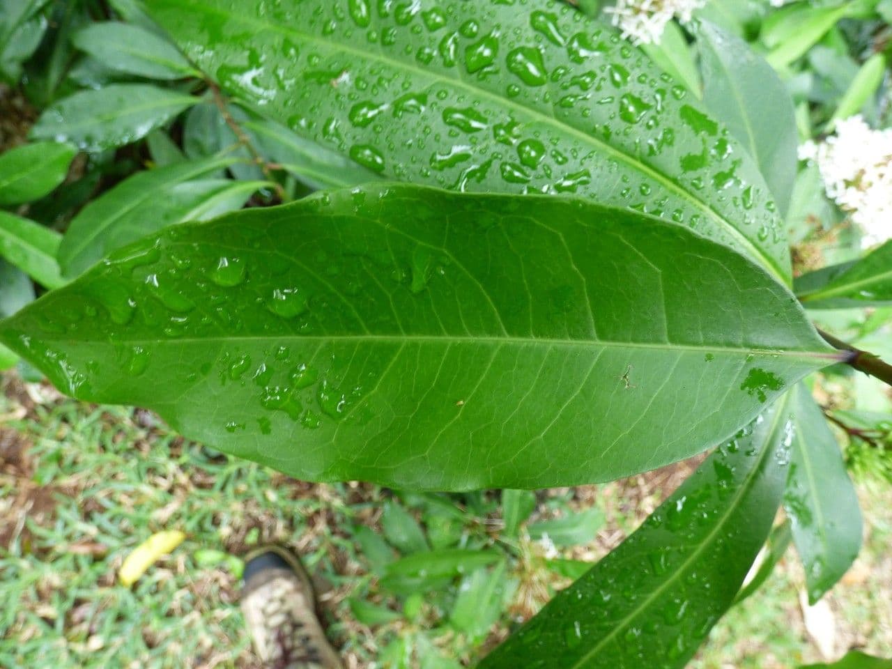 Ixora 17