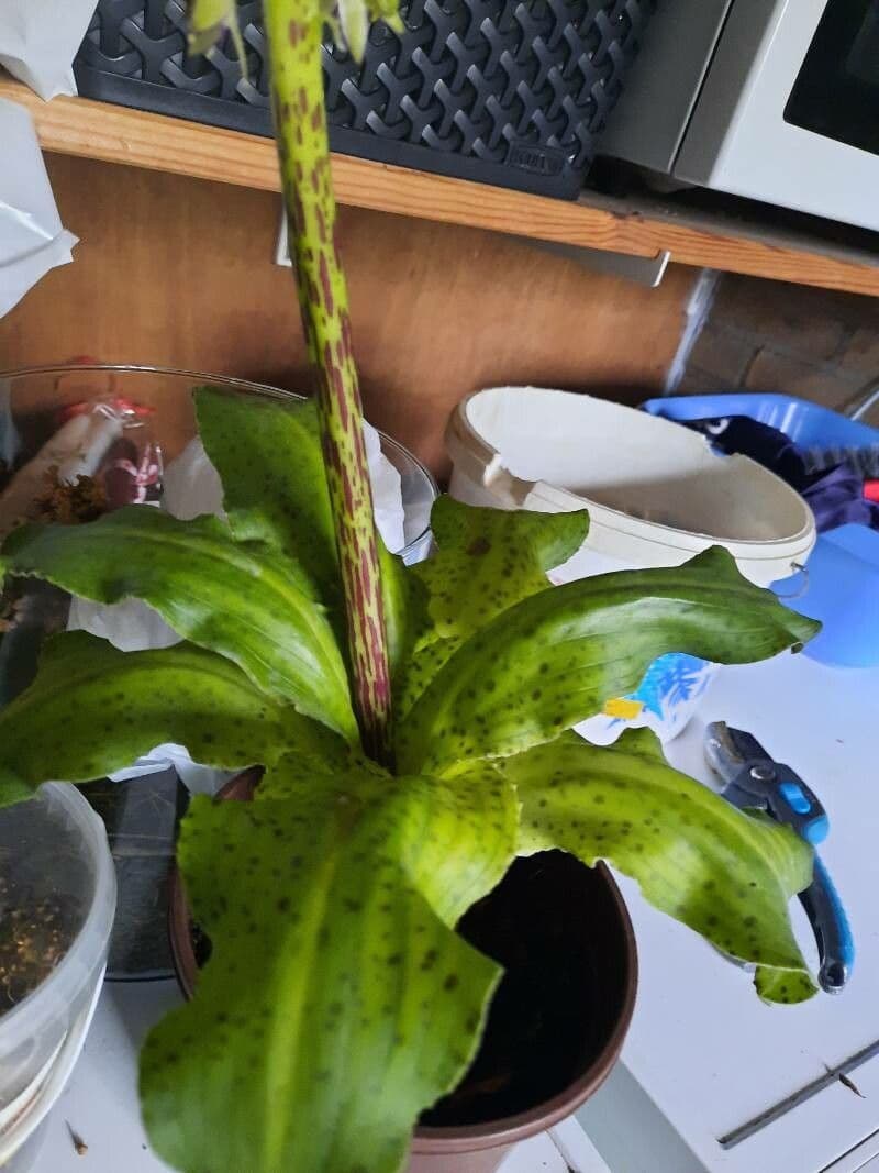 Eucomis 19