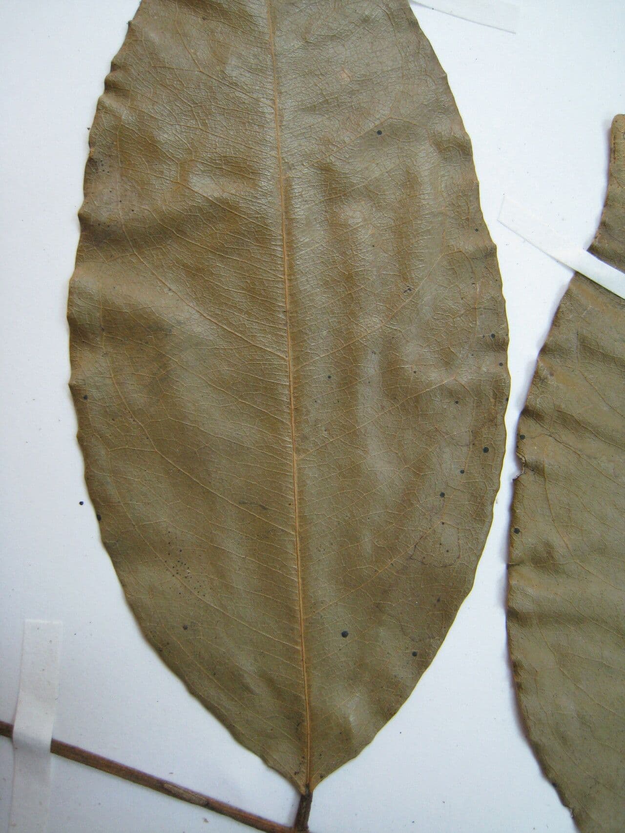 Swartzia 8