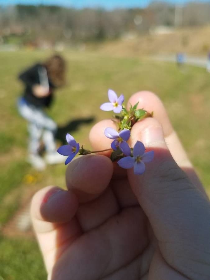 Houstonia minuta 5