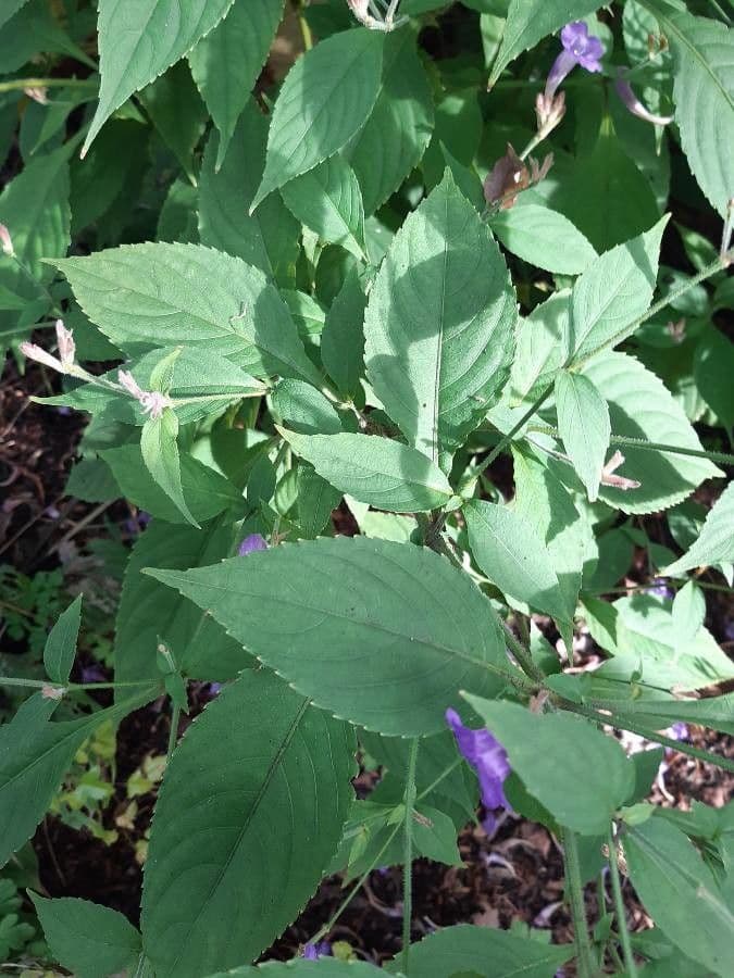 Strobilanthes 7