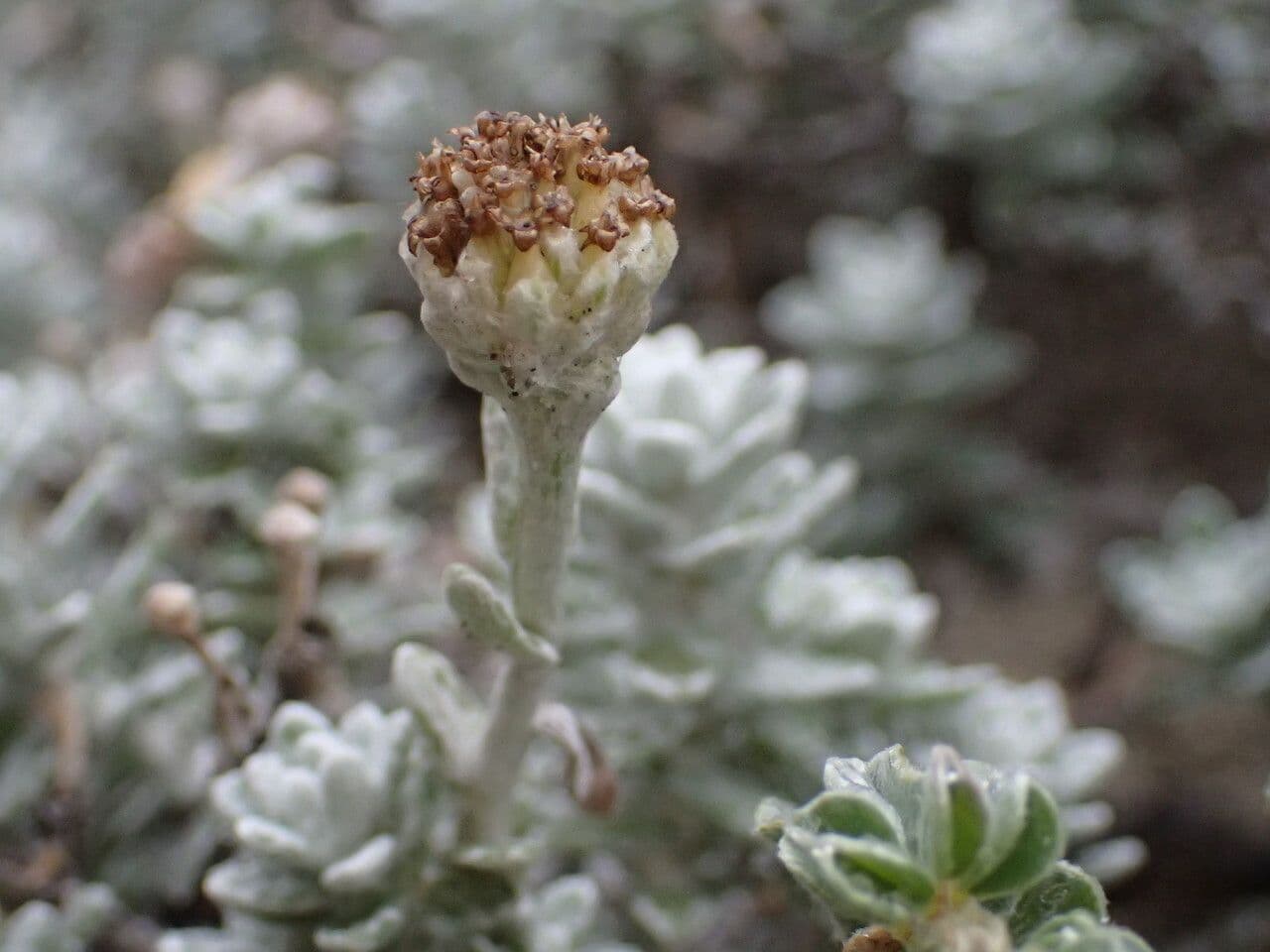 Achillea marittima 2