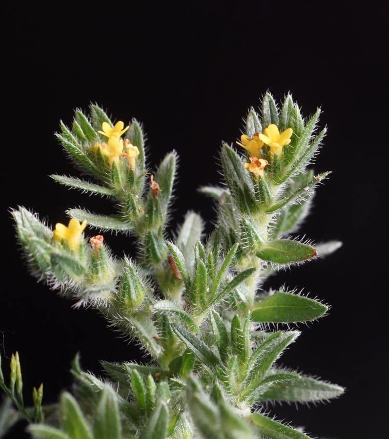 Neatostema apulum 3