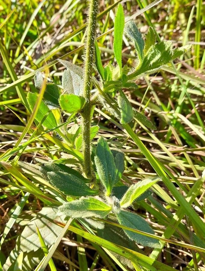 Campuloclinium macrocephalum 12