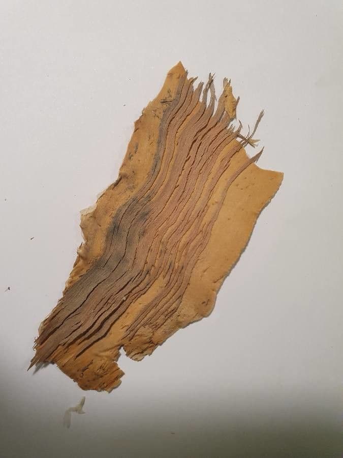 Fünfnerviger Teebaum 22