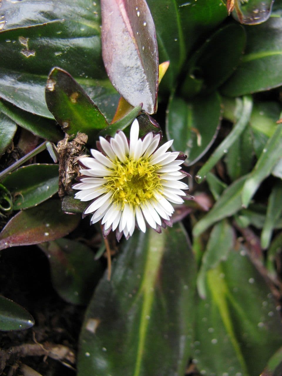 Oritrophium limnophilum 4