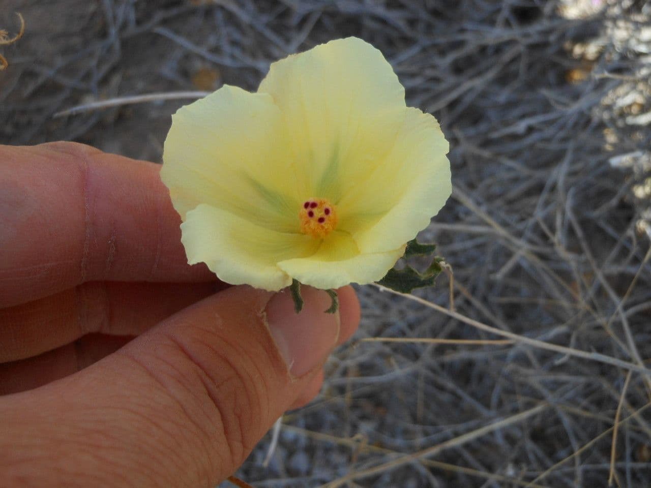 Ibisco