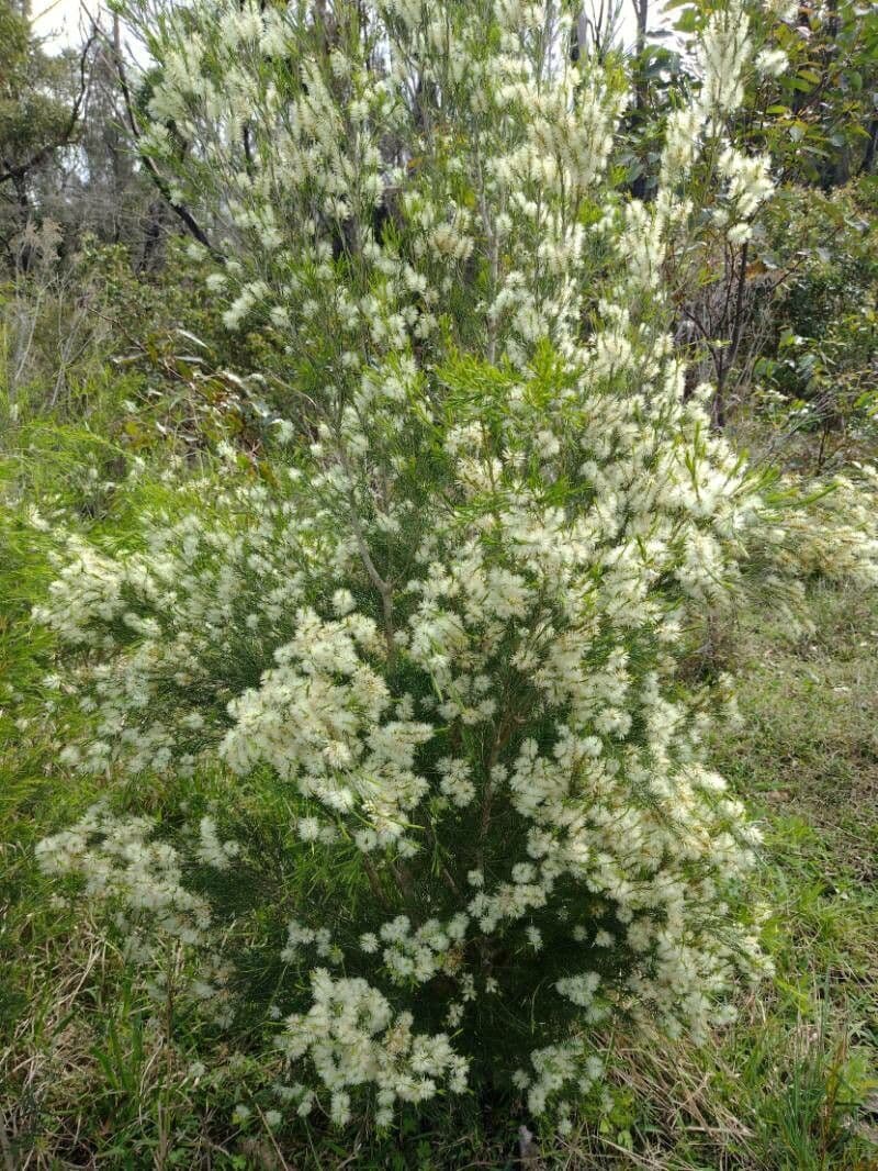 Melaleuca ericifolia 11