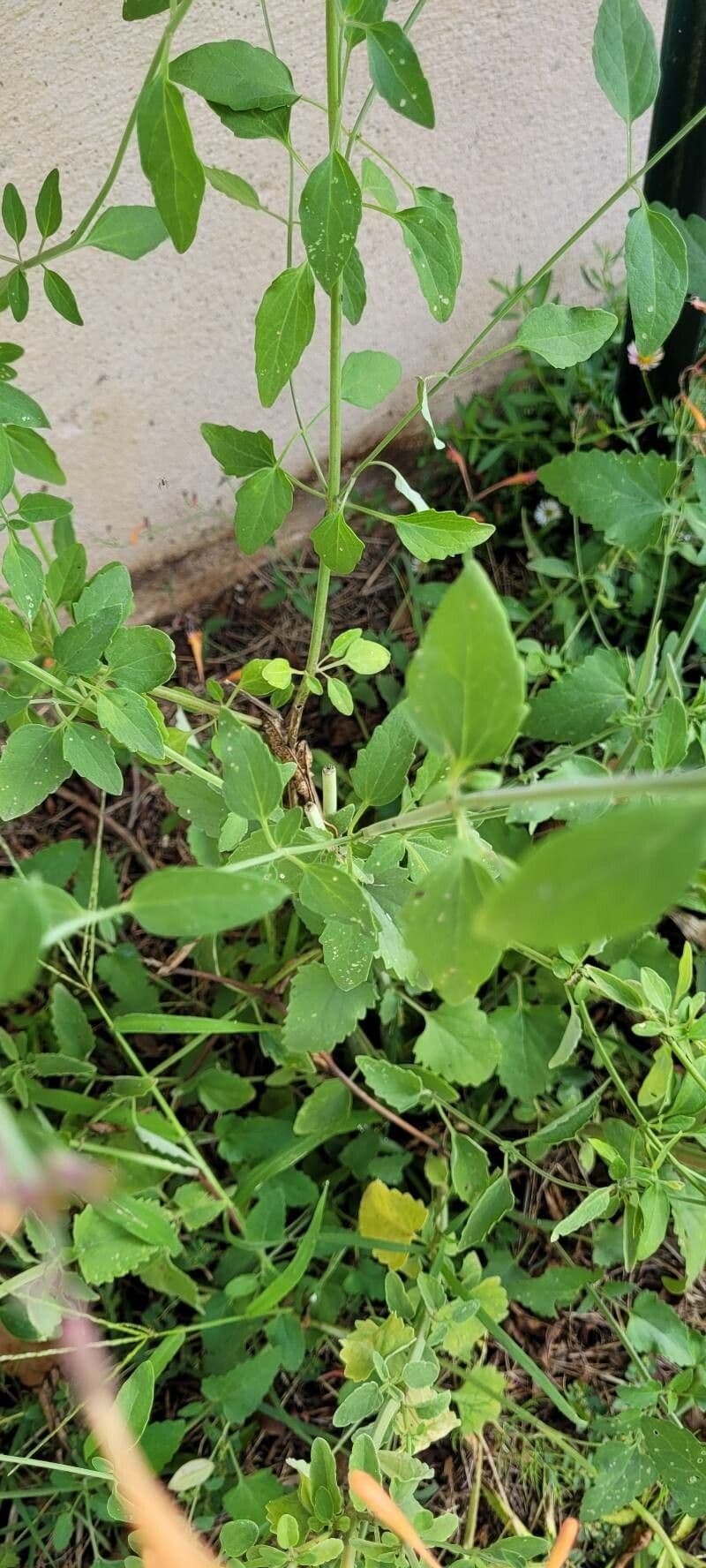 Agastache 11