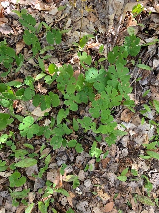 Sanguinaria 11
