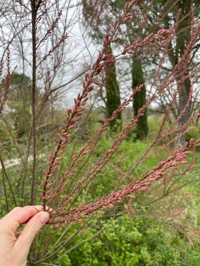 Tamarix parviflora 8