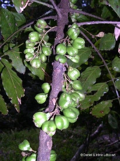 Lepidocupania 5