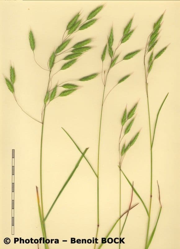 Bromus squarrosus 24