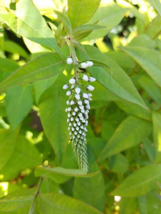 Lysimaque à grappes 21