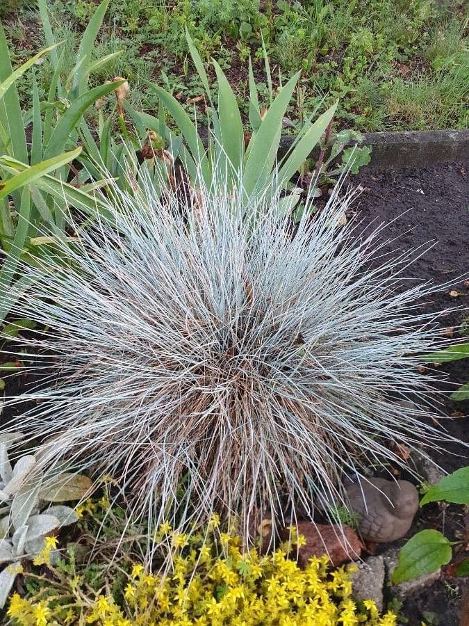Festuca blu 16
