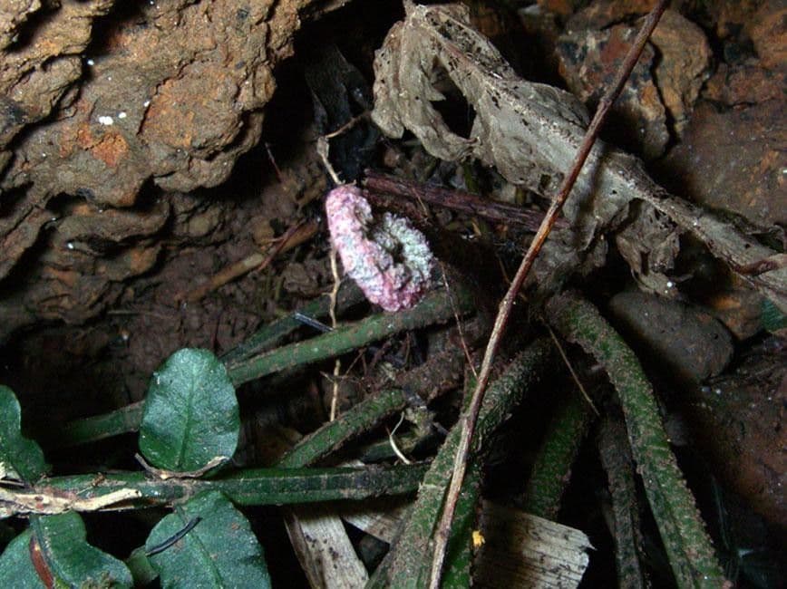 Danaea