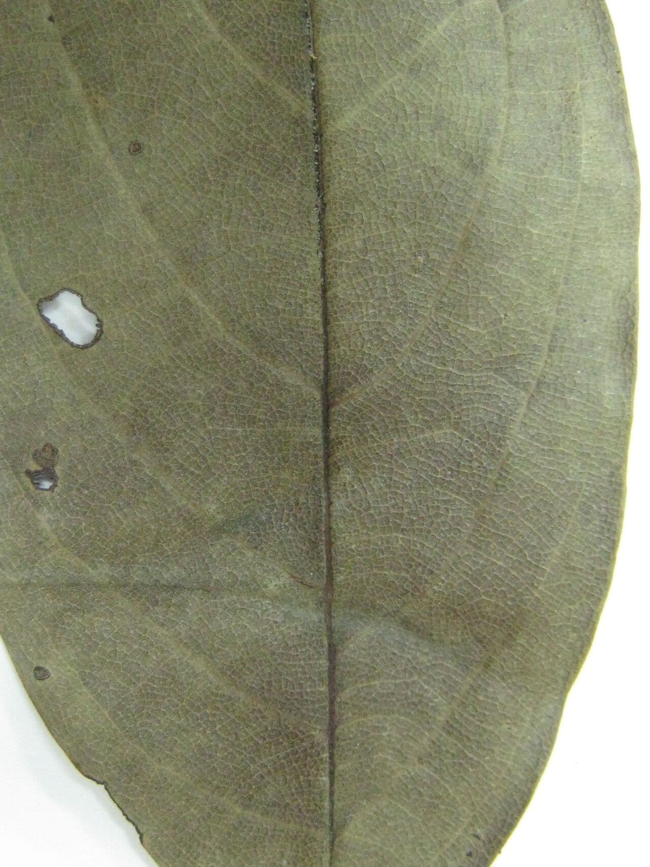 Ocotea 13