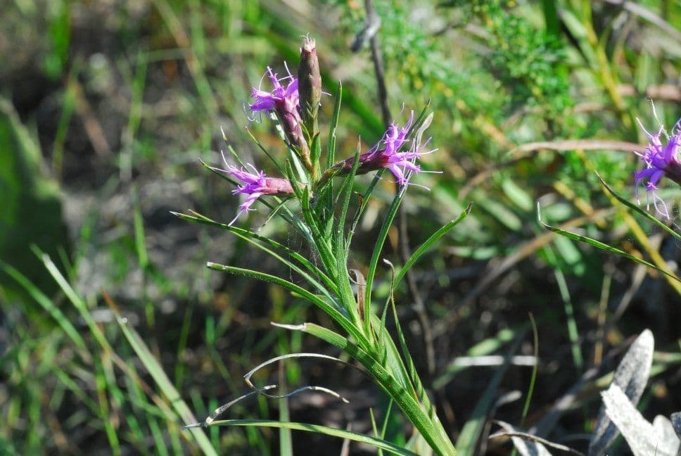 Liatris cilindrica 8