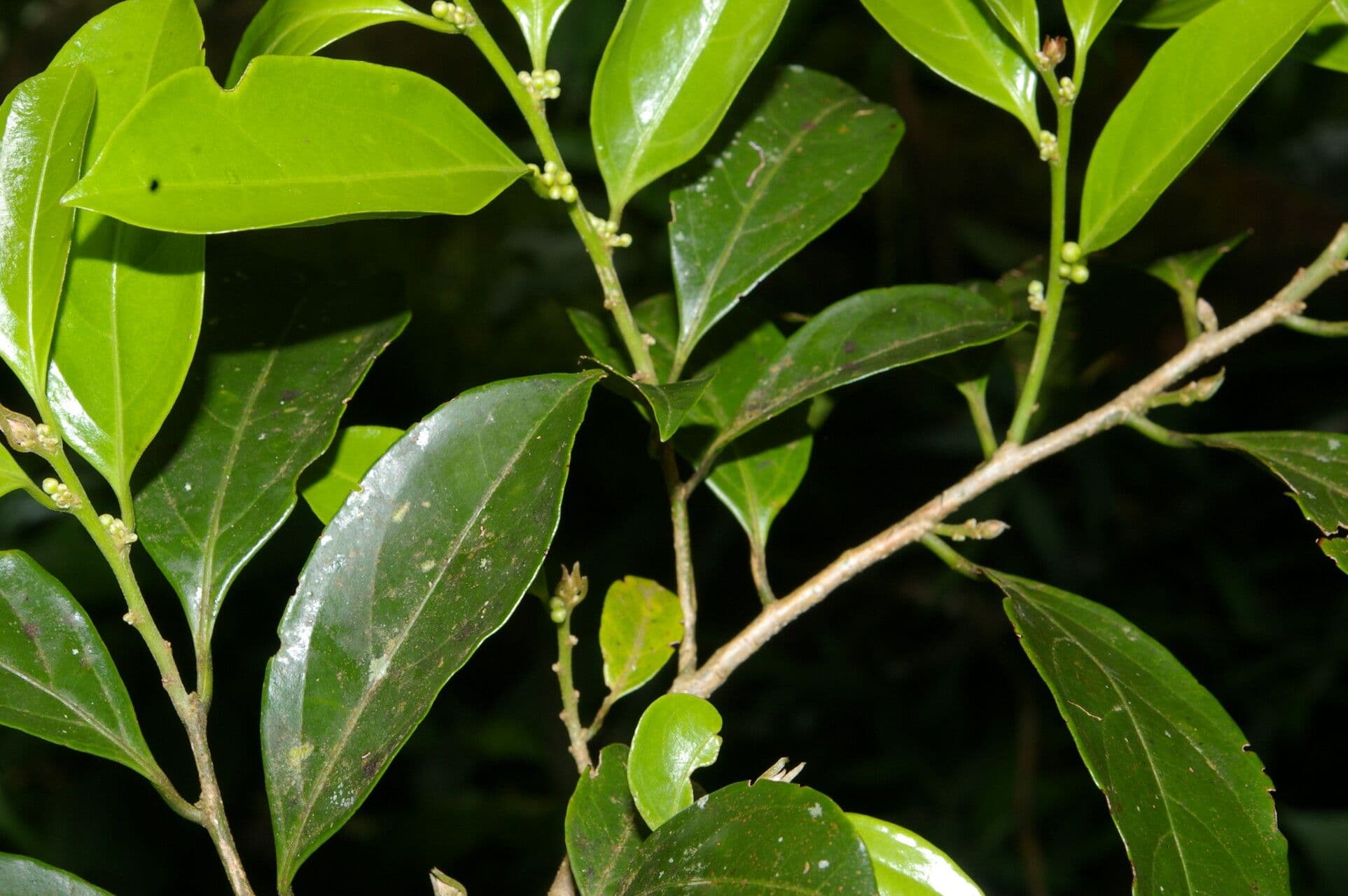 Casearia 9