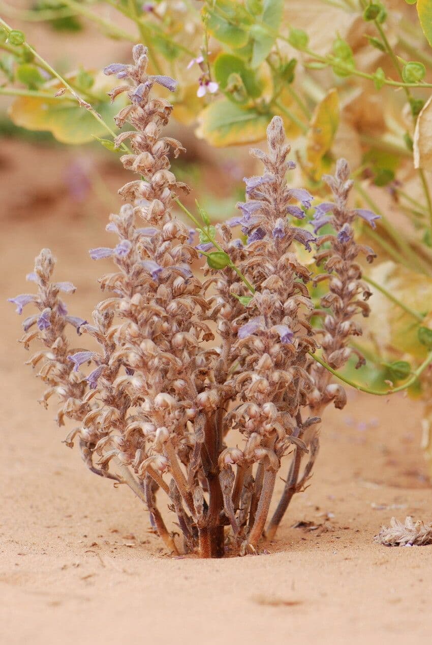Orobanche rameuse 6