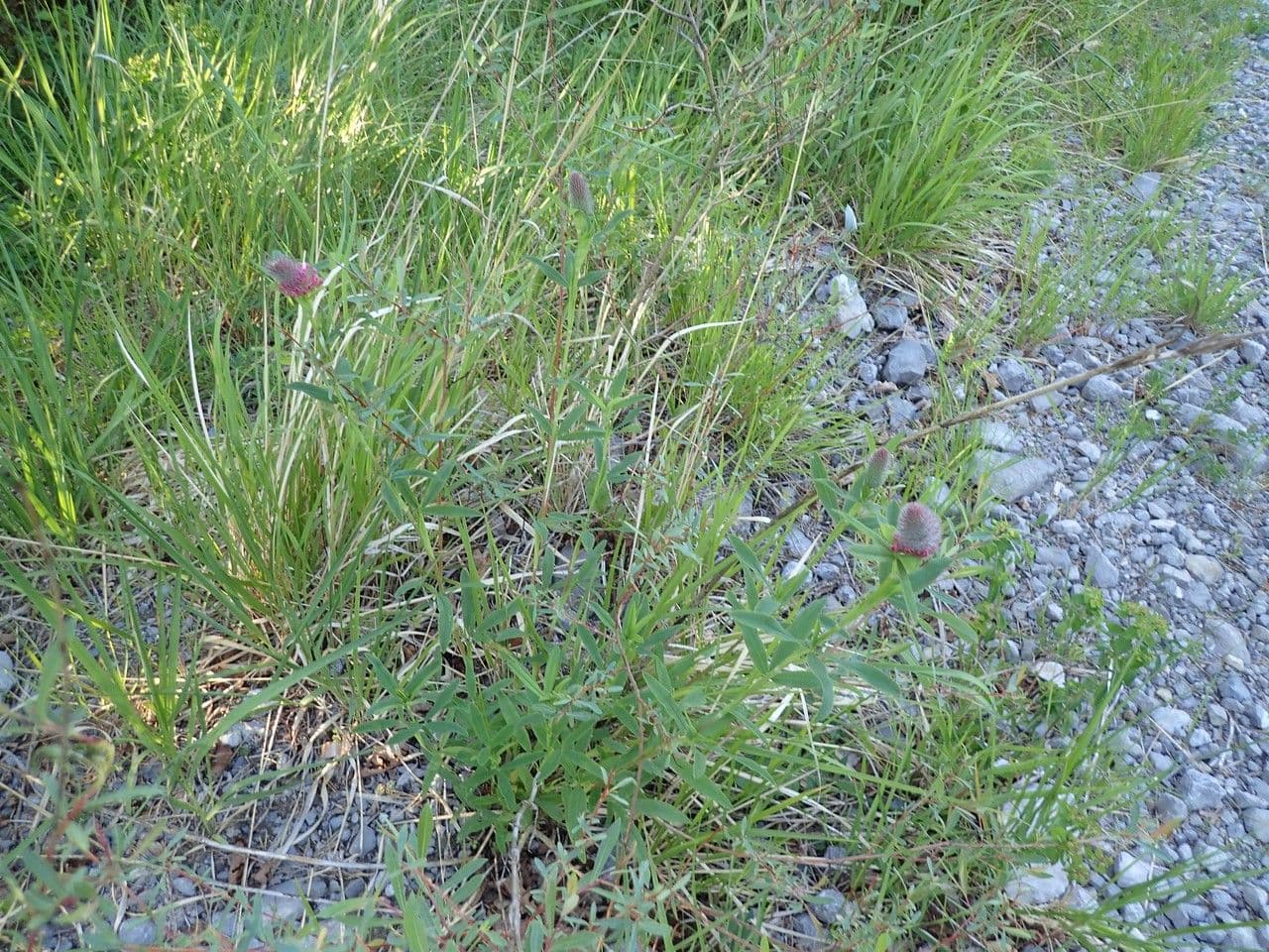 Trifoglio rossastro 14