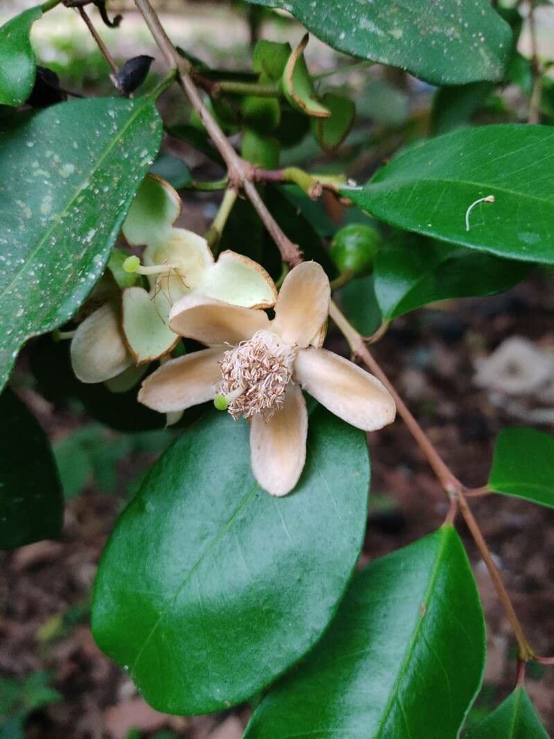Guava costaricana 6