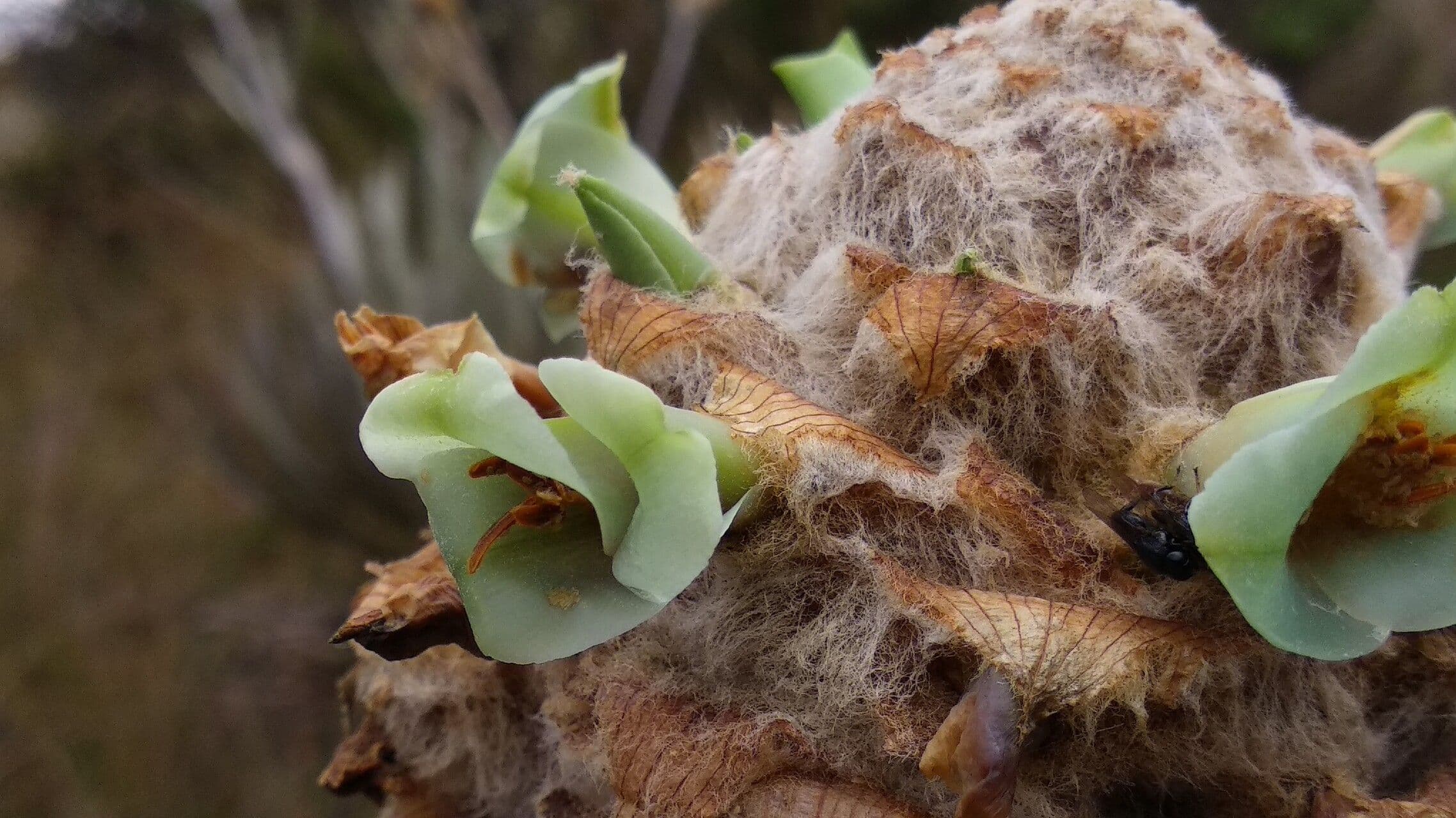 Puya 3