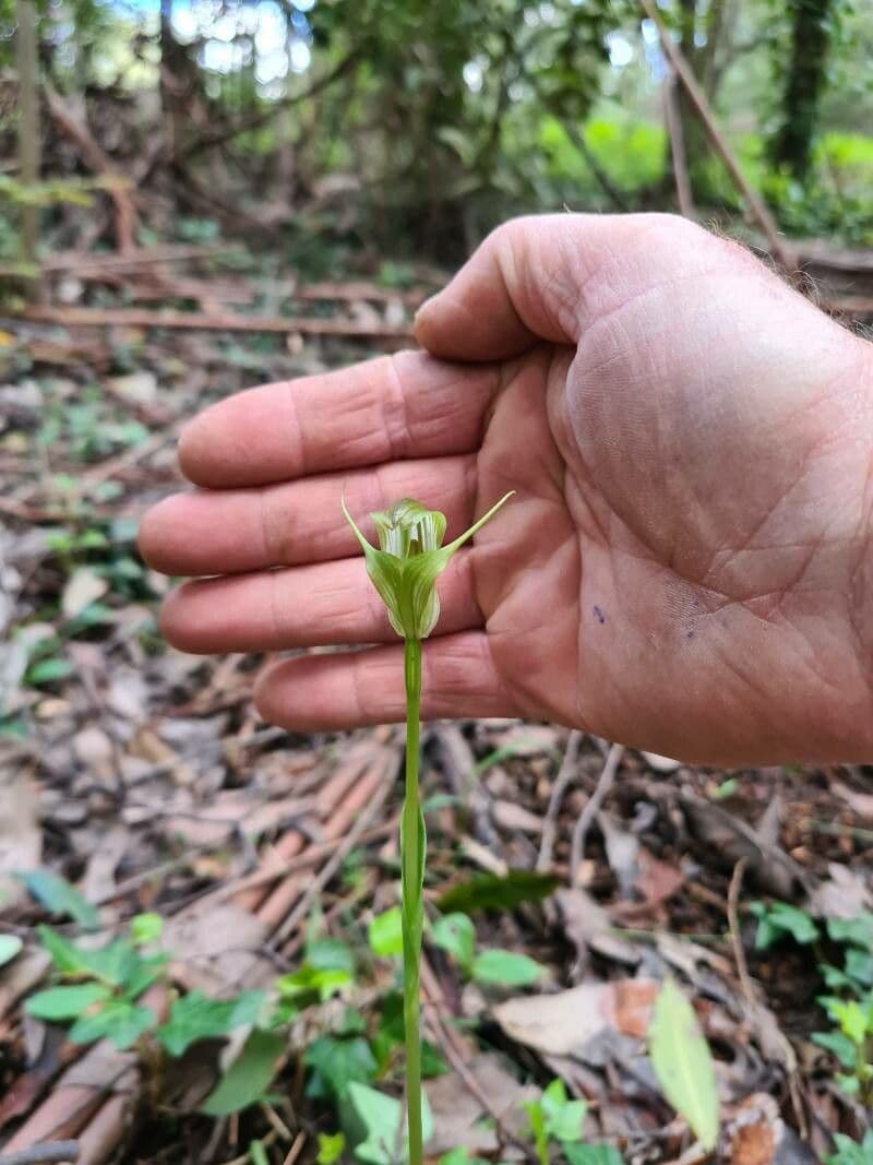 Pterostylis 2