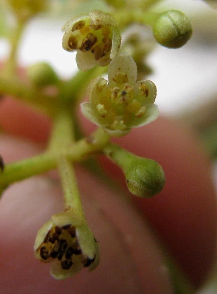 Ocotea insulare 4
